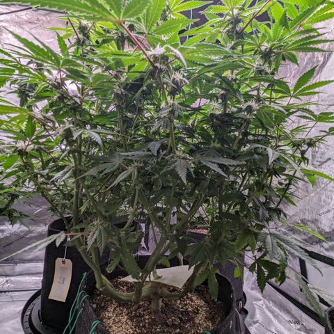 Pineapple Kush growlog timeline photo