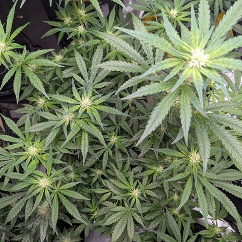 Honey Cream growlog timeline photo