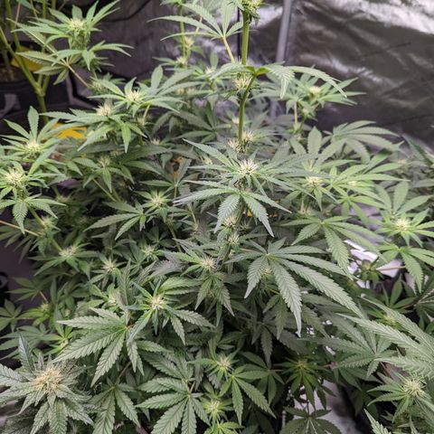 Honey Cream growlog timeline photo
