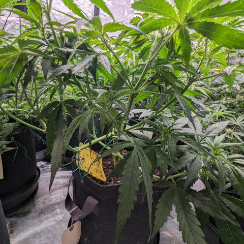 Special K growlog photo: 5gal pot