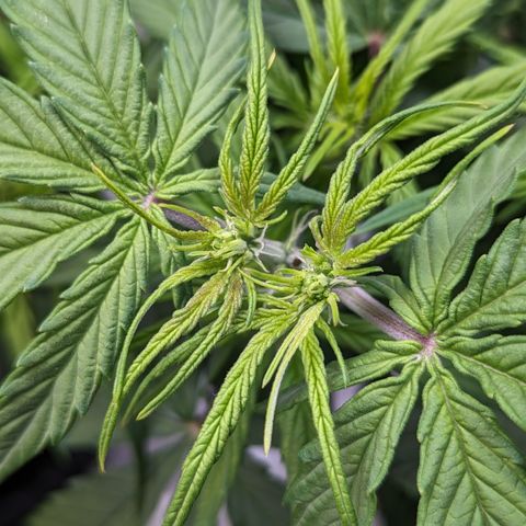 Special K growlog photo: 5gal pot