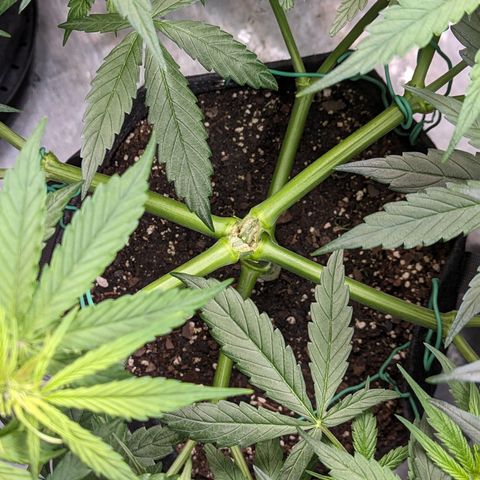 Special K growlog photo: 5gal pot