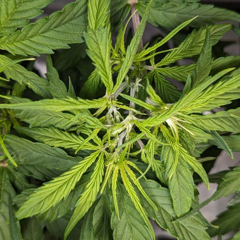 Special K growlog photo: 5gal pot