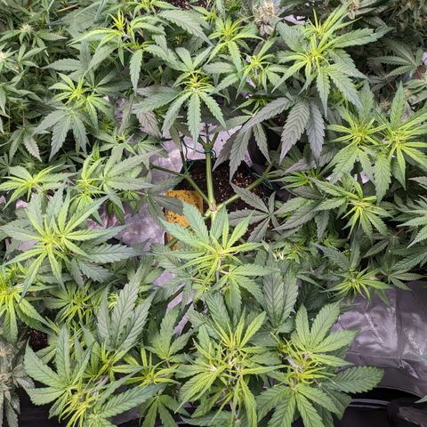 Special K growlog photo: 5gal pot