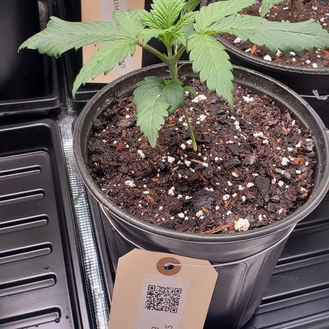 Skywalker Express 1 - 2 growlog timeline photo