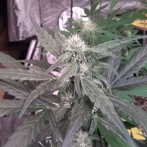 Apollo F1 growlog timeline photo