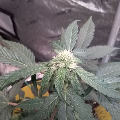 Epsilon F1 growlog timeline photo