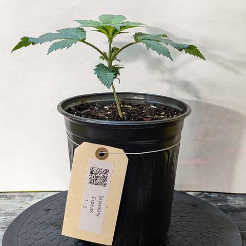 Skywalker Express 1 - 2 growlog timeline photo
