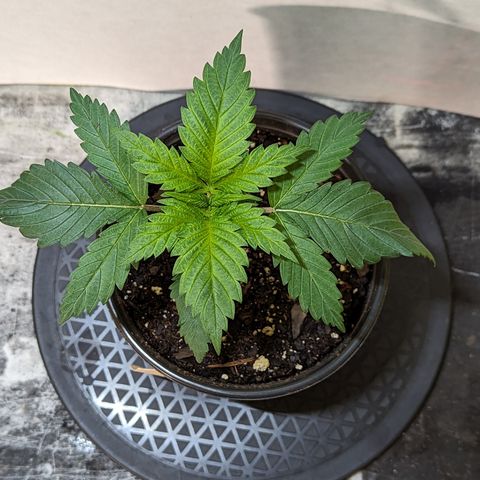 Skywalker Express 1 - 2 growlog timeline photo