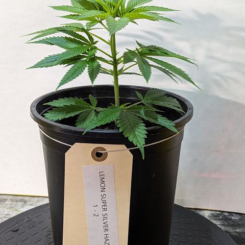 Lemon Shining Silver Haze 1 - 2 growlog timeline photo