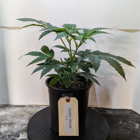 Honey Cream 1 - 1 growlog timeline photo