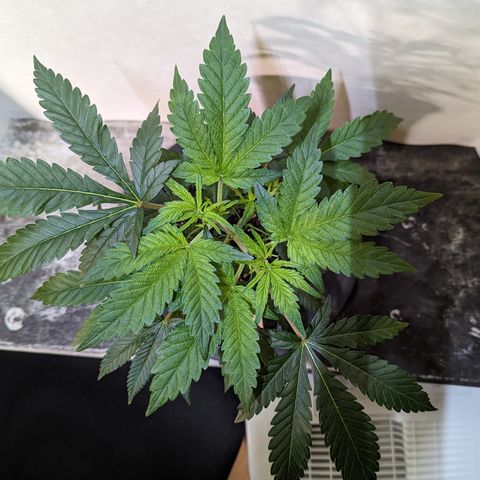Honey Cream 1 - 1 growlog timeline photo