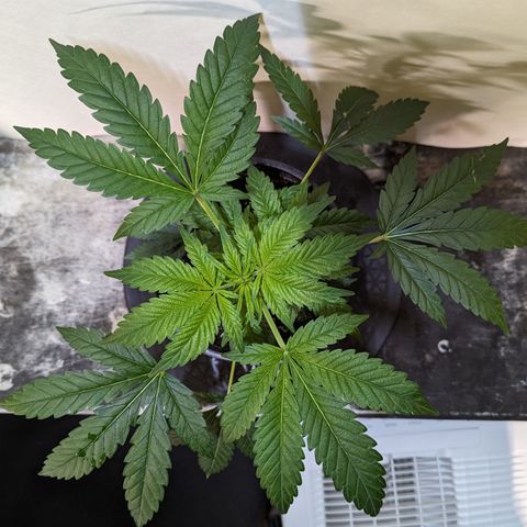 Honey Cream 1 - 2 growlog photo