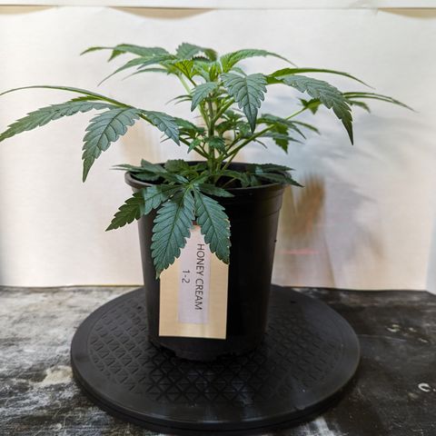 Honey Cream 1 - 2 growlog photo