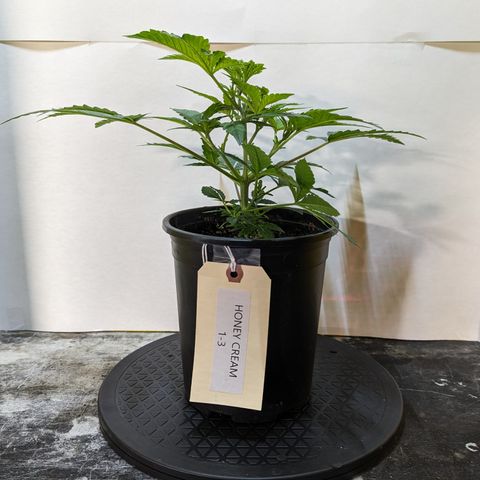 Honey Cream 1 - 3 growlog timeline photo