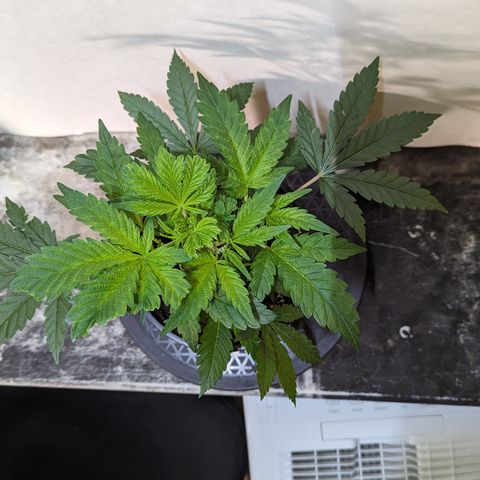 Honey Cream 1 - 3 growlog timeline photo