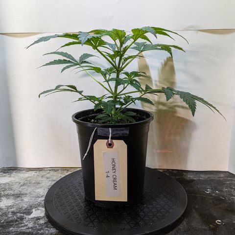 Honey Cream 1 - 4R growlog timeline photo