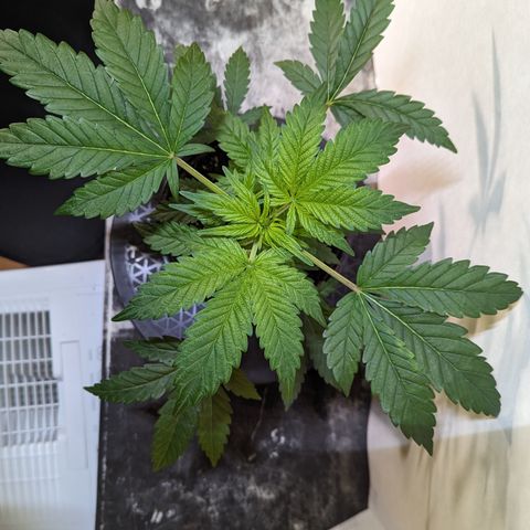 Honey Cream 1 - 4R growlog timeline photo