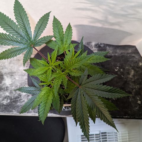 Pineapple Kush 1 - 1 growlog timeline photo