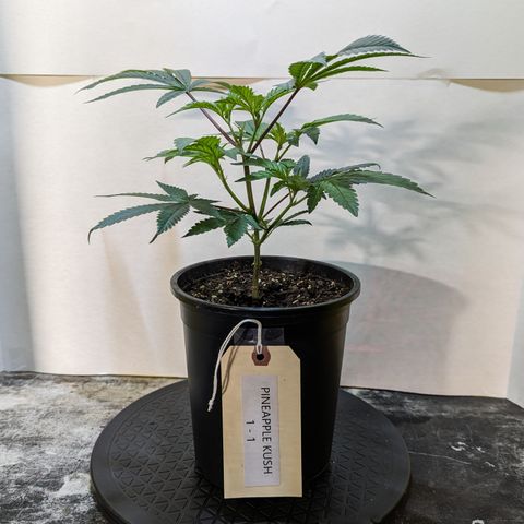 Pineapple Kush 1 - 1 growlog timeline photo