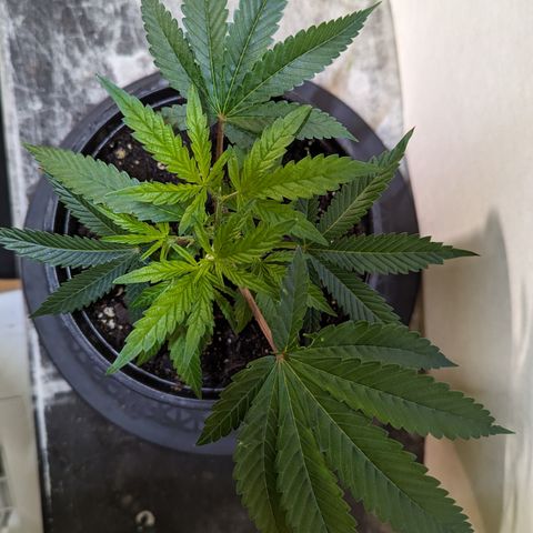 Pineapple Kush 1 - 4R growlog timeline photo