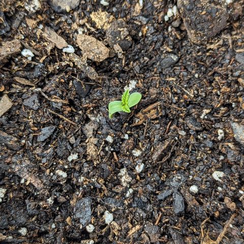 Sundae Driver growlog timeline photo