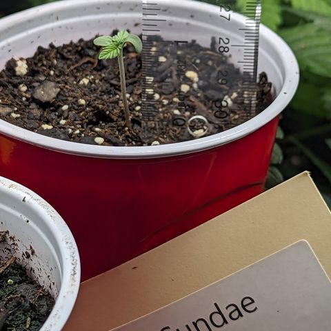 Sundae Driver growlog timeline photo