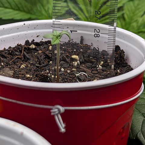 Sundae Driver growlog timeline photo