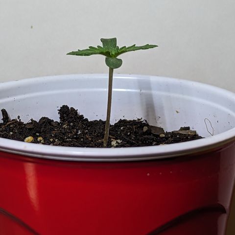 Sundae Driver growlog timeline photo