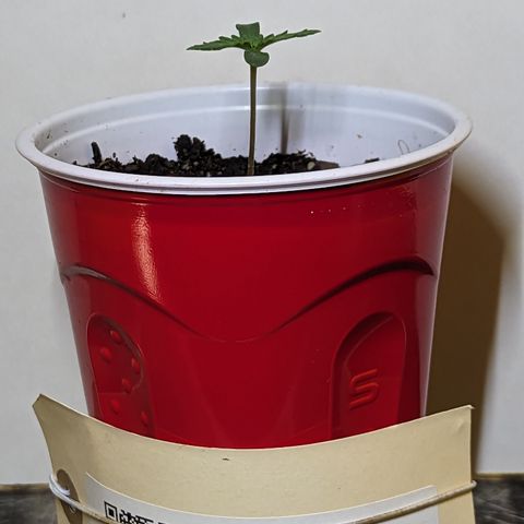 Sundae Driver growlog timeline photo