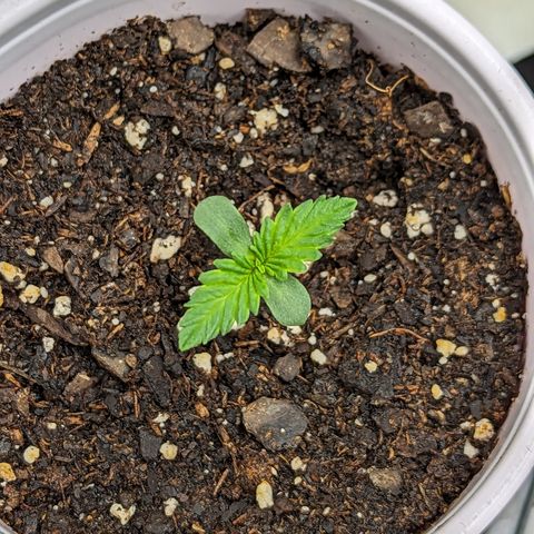 Sundae Driver growlog timeline photo