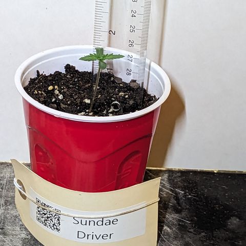 Sundae Driver growlog timeline photo