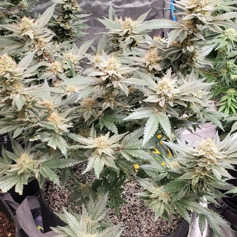  Chocolate Haze 3 - 2 growlog timeline photo