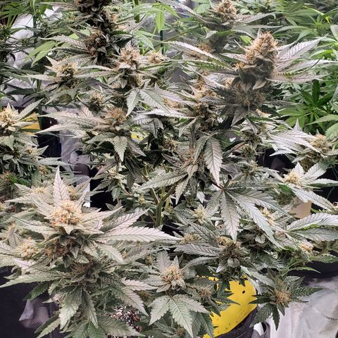 Chocolate Haze 3 - 1 growlog timeline photo