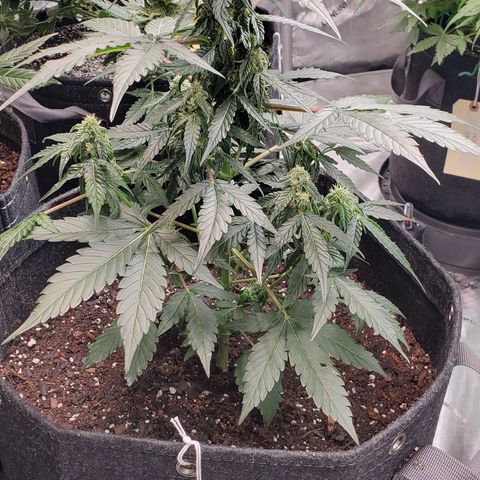 Apollo F1 growlog timeline photo