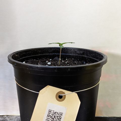 Sundae Driver growlog photo: Solo cup > 1 gallon pot 