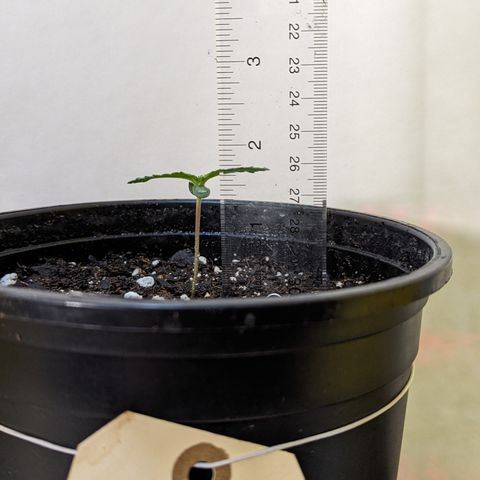 Sundae Driver growlog photo: Solo cup > 1 gallon pot 
