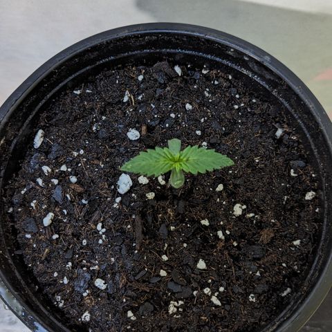 Sundae Driver growlog photo: Solo cup > 1 gallon pot 