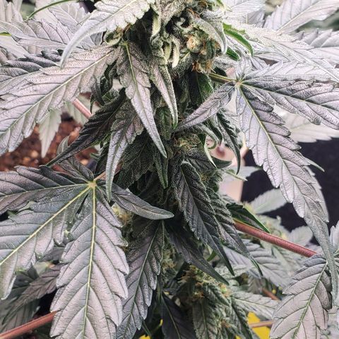Apollo F1 growlog timeline photo