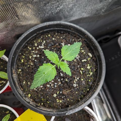 Sundae Driver growlog timeline photo