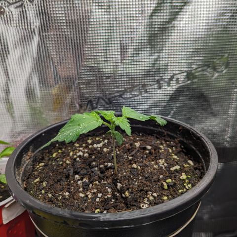 Sundae Driver growlog timeline photo