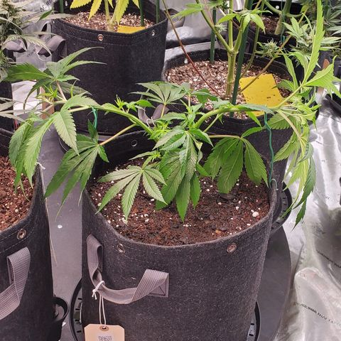 Lemon Shining Silver Haze 1 - 2 growlog timeline photo