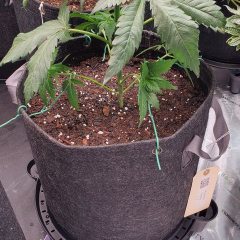 Skywalker Express 1 - 2 growlog timeline photo
