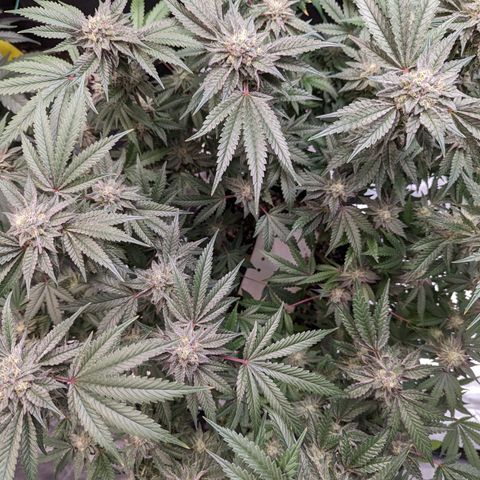 Pineapple Kush growlog timeline photo