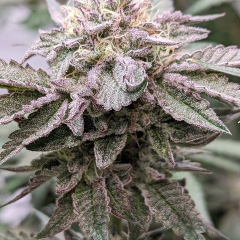 Pineapple Kush growlog timeline photo