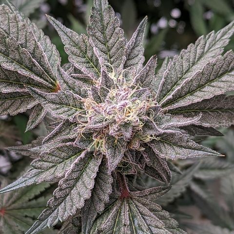 Pineapple Kush growlog timeline photo