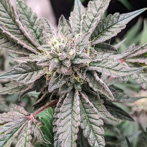 Pineapple Kush growlog timeline photo