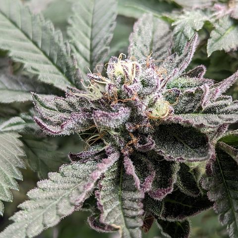 Pineapple Kush growlog timeline photo
