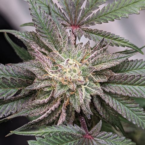 Pineapple Kush growlog timeline photo