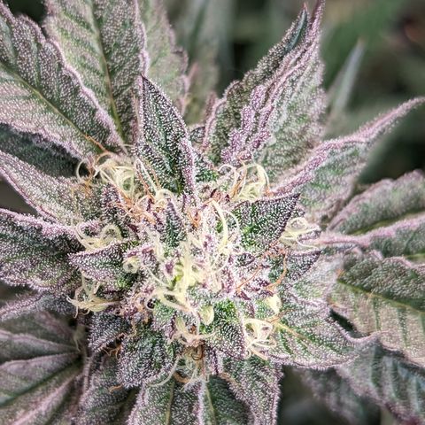 Pineapple Kush growlog timeline photo